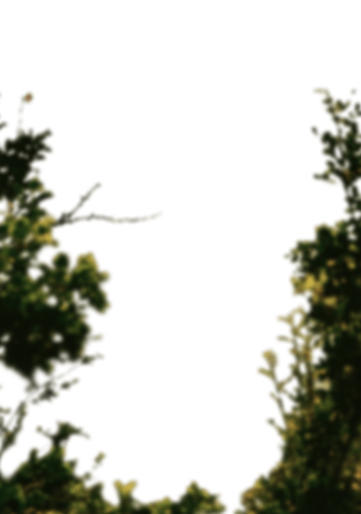 Branches overlay